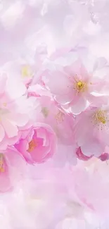 Mobile wallpaper of cherry blossoms in pink hues.