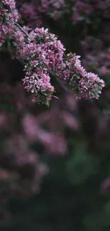 Mobile wallpaper with cherry blossoms in vivid pink against a blurred green background.