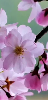 Beautiful cherry blossom wallpaper with pink flowers and a soft green background.