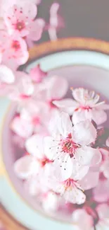 Elegant pink cherry blossoms over a teacup for a serene mobile wallpaper.