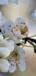 Cherry blossom wallpaper with white petals and soft background.