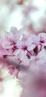 Cherry blossom wallpaper with soft pink petals and delicate floral details.