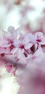 Close-up of delicate pink cherry blossoms in full bloom.