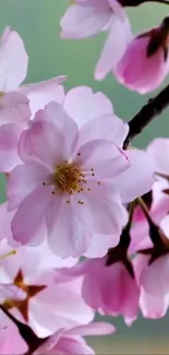 Delicate cherry blossoms in pink and white on a mobile wallpaper.