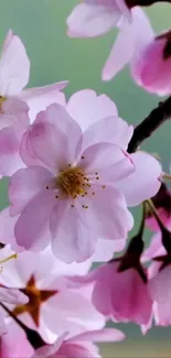 Cherry blossom wallpaper with pink flowers.