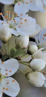 Close-up of cherry blossoms with delicate white petals and soft green buds.