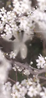 White cherry blossom flowers on branches, in soft focus.