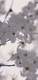 Cherry blossom branch with delicate white flowers against a soft background.