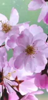 Soft pink cherry blossoms against a green backdrop, perfect for wallpaper.