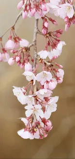 Soft pink cherry blossoms on a tree branch, perfect for a mobile wallpaper.