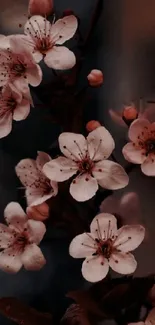 Delicate cherry blossoms on a dark background.