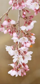 Cherry blossom branch with delicate pink flowers in a calming mobile wallpaper.