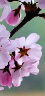 Pink cherry blossoms with a soothing green background.