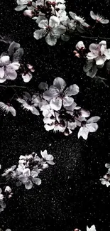 Elegant cherry blossom wallpaper with black background and delicate white flowers.