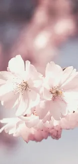 Delicate cherry blossoms with pale pink petals in soft focus.