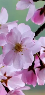 Cherry blossoms with light pink petals against a serene background.