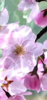 Beautiful cherry blossom wallpaper with pink petals and dreamy ambiance.