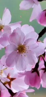 Elegant cherry blossom flowers in pink hues.