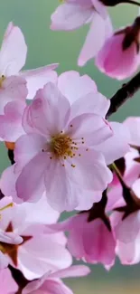 Soft pink cherry blossoms on a branch.