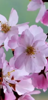 Pink cherry blossoms in close-up view on a serene background.