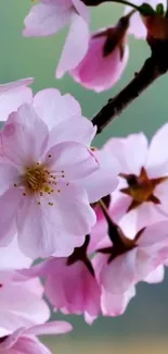 Cherry blossom wallpaper with pink flowers and soft green background.