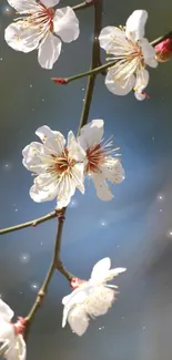 Cherry blossom branch with white flowers on blue background.