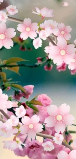 Mobile wallpaper of cherry blossoms with pink petals in a serene natural setting.