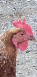 Close-up of a brown chicken in a rustic setting.