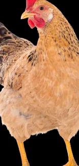 Golden brown chicken on white background.