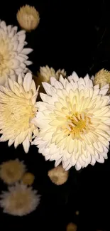 Elegant white chrysanthemum blooms on a black background, perfect for wallpaper.