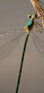 Close-up of a dragonfly on a twig, showcasing its intricate wings.