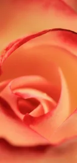 Close-up of elegant peach pink rose petals in soft focus.