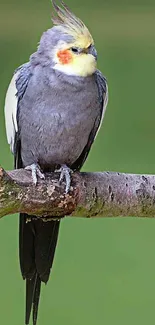 Cockatiel bird perched on a branch with a green blurred background.