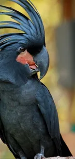 Mobile wallpaper of a black cockatoo with orange beak on a branch.