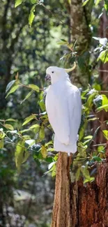 White cockatoo perched on a branch in a sunlit forest.