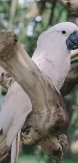 Elegant white cockatoo perched on a branch in a forest.