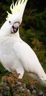 Elegant white cockatoo perched on forest branch.