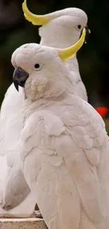 Elegant white cockatoos with yellow crests.