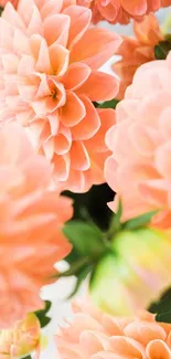 Elegant coral flowers with lush petals in vibrant wallpaper.