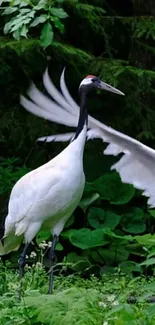 Elegant crane spreading its wings in a lush green forest.