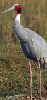 Elegant grey crane standing in natural habitat with grass background.