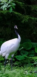 A white crane standing gracefully in a lush green forest setting.