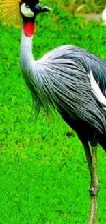 Crowned crane standing on lush green grass in vibrant setting.