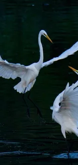 Two graceful cranes in flight over a dark lake.