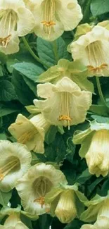 Wallpaper with cream bell flowers and lush green leaves.