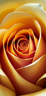 Close-up of a cream rose with delicate spiral petals.