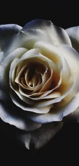 Cream rose on dark background wallpaper for mobile.