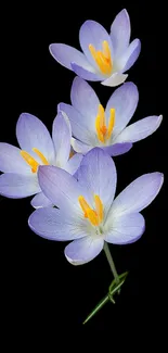 Elegant crocus flowers with purple petals on a black background.