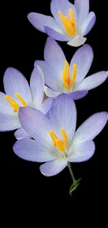 Elegant lavender crocus flower on black background.