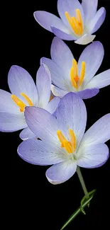 Close-up of elegant purple crocus flowers on a black background.